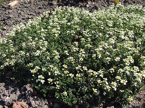 Arabis ferdinandi-coburgii: Arabis_ferdinandi-coburgii