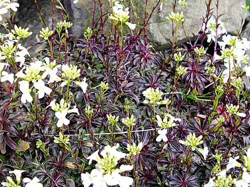 Arabis ferdinandi-coburgii: Arabis ferdinandi-coburgii