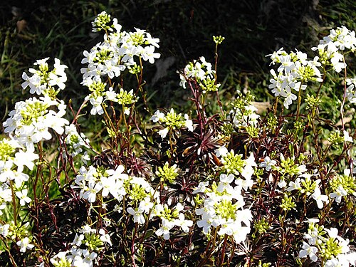 Arabis ferdinandi-coburgii: Arabis ferdinandi-coburgii