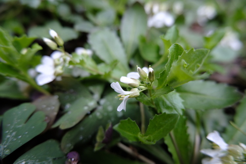 Arabis flagellosa (Arabis flagellosa)
