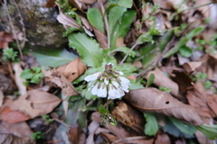 Arabis flagellosa (Arabis flagellosa)