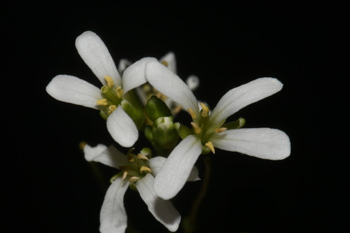 Georgia rockcress (Arabis georgiana)