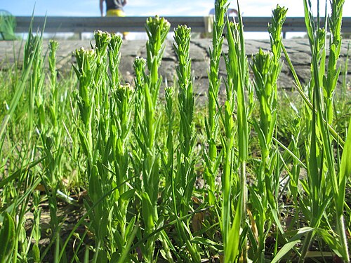 Hairy rockcress: Rauhaarige Gänsekresse ( Arabis hirsuta ) in Saarbrücken