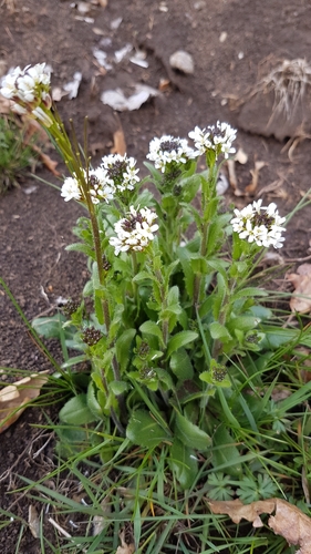 Hairy rockcress (Arabis hirsuta)