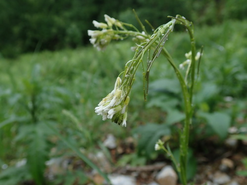 Hairy rockcress (Arabis hirsuta)