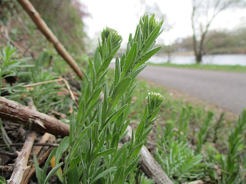 Hairy rockcress: Rauhaarige Gänsekresse ( Arabis hirsuta ) am Leinpfad der Saar in Malstatt