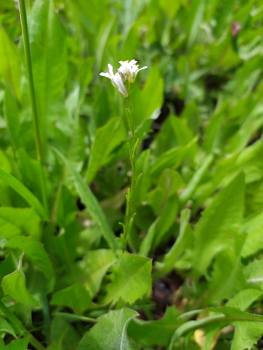 Hairy rockcress (Arabis hirsuta)