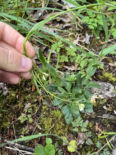 Hairy rockcress (Arabis hirsuta)