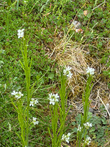 Hairy rockcress (Arabis hirsuta)