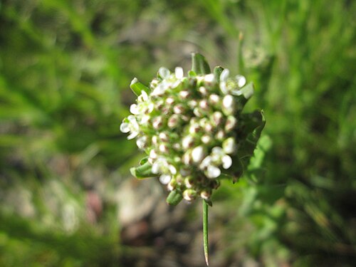 Hairy rockcress: Rauhaarige Gänsekresse ( Arabis hirsuta ) in Saarbrücken