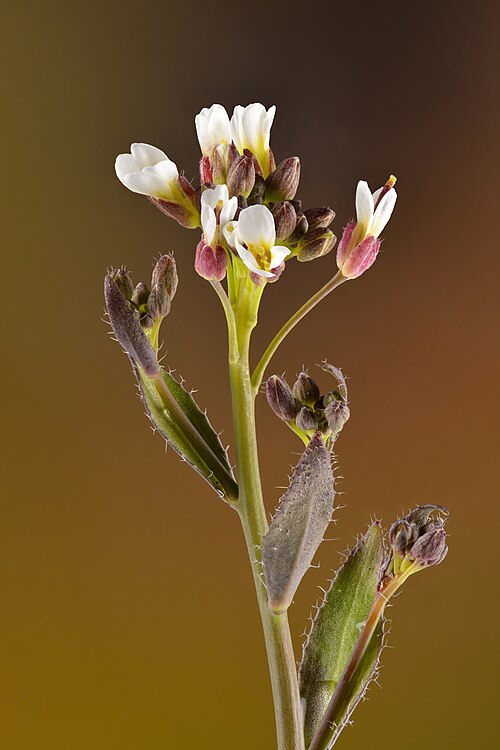 Hairy rockcress: Hairy rock-cress starting to flower