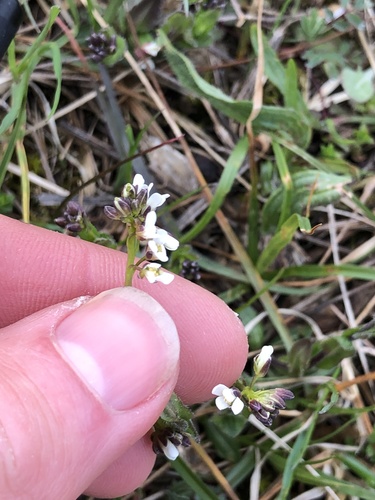 Hairy rockcress (Arabis hirsuta)