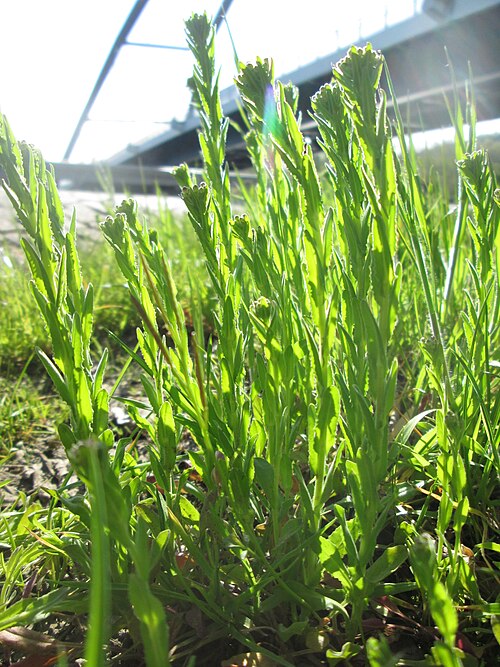 Hairy rockcress: Rauhaarige Gänsekresse ( Arabis hirsuta ) in Saarbrücken