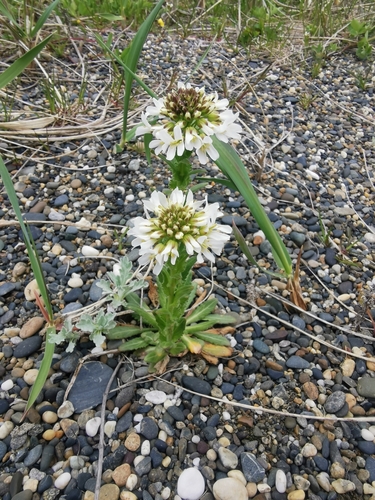 Hairy rockcress (Arabis hirsuta)
