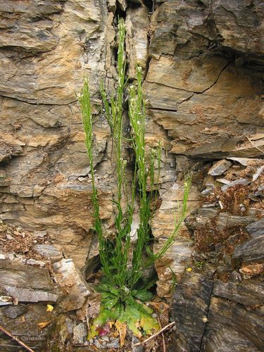 Arabis juressi (Arabis juressi)
