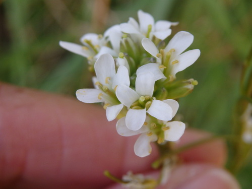 Arabis juressi (Arabis juressi)