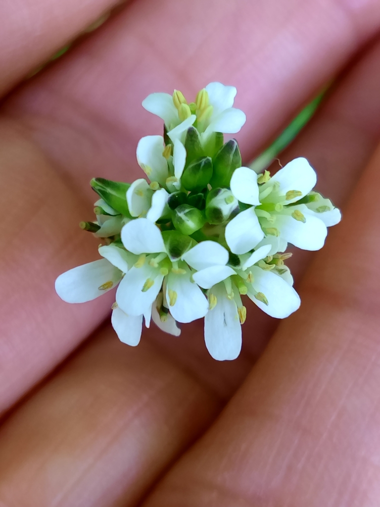 Arabis juressi (Arabis juressi)