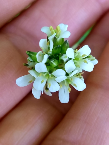 Arabis juressi (Arabis juressi)