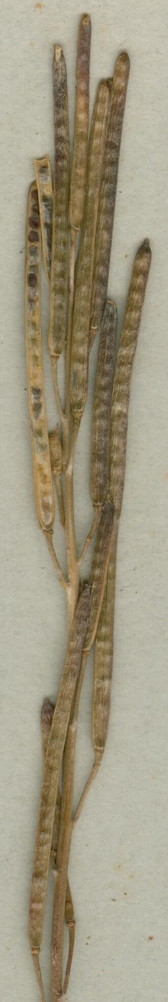Arabis juressi: Photograph of Syntype of Arabis juressi at Herbarium of the University of Coimbra, Portugal (COI). Specimen COI00077009. http://coicatalogue.uc.pt/specimen/COI0