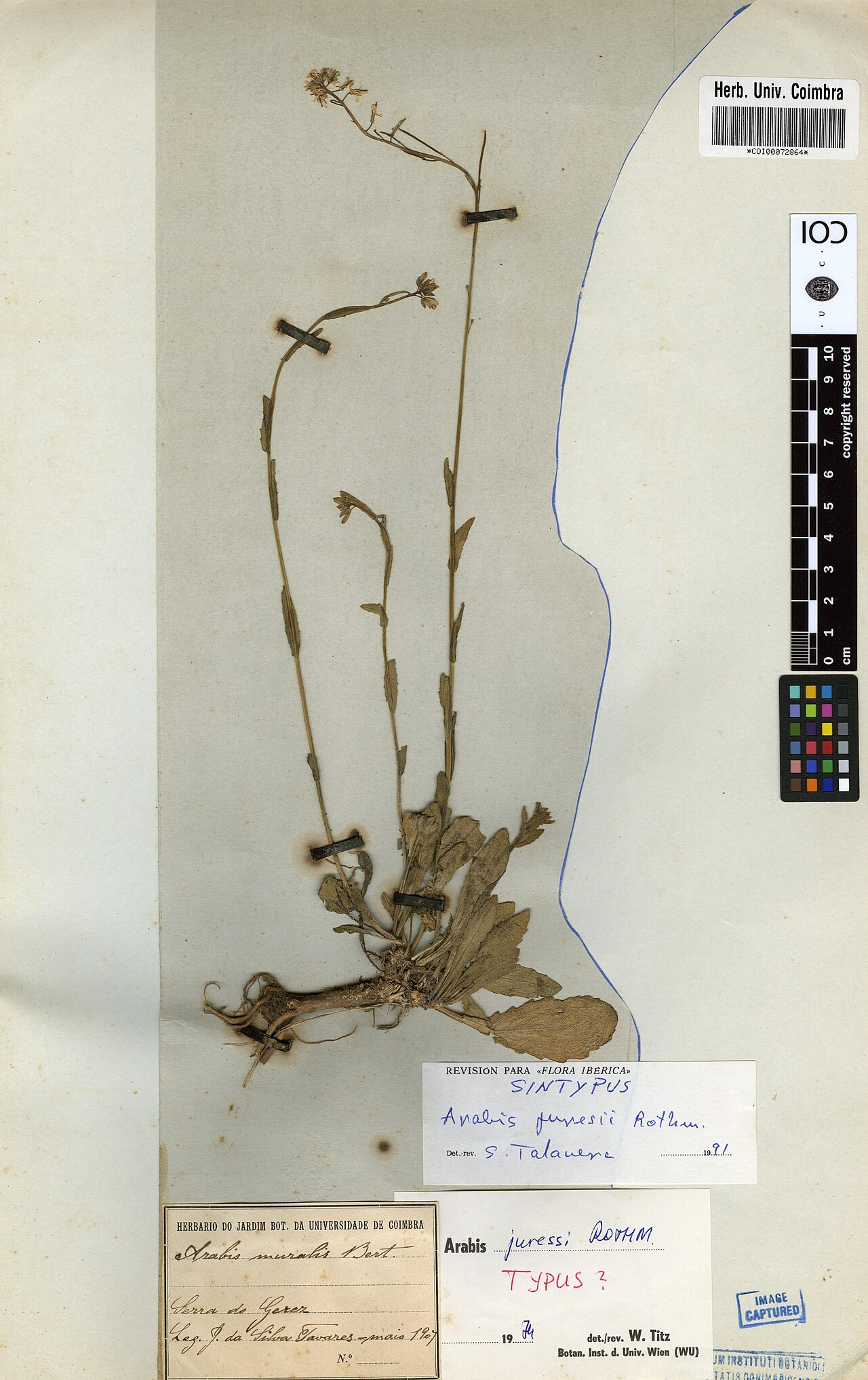 Arabis juressi: Photograph of Syntype of Arabis juressi at Herbarium of the University of Coimbra, Portugal (COI). Specimen COI00072864. http://coicatalogue.uc.pt/specimen/COI0