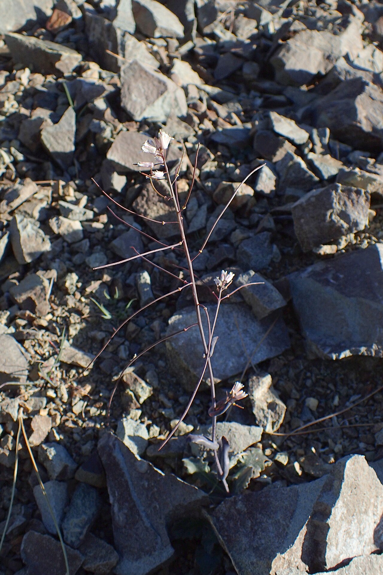 Troodos rockcress: Arabis kennedyae in Pafos Forest, Cyprus