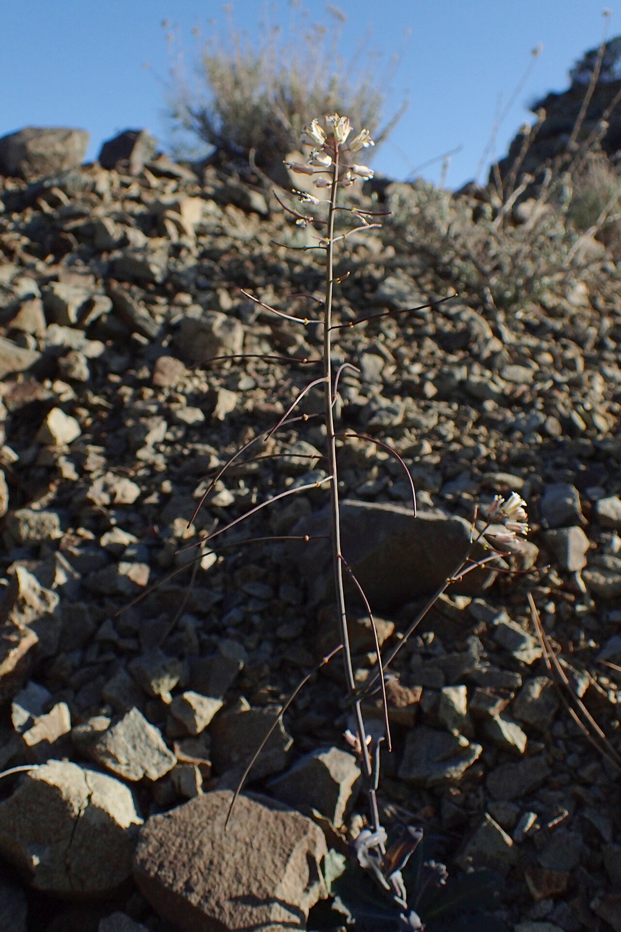 Troodos rockcress: Arabis kennedyae in Pafos Forest, Cyprus