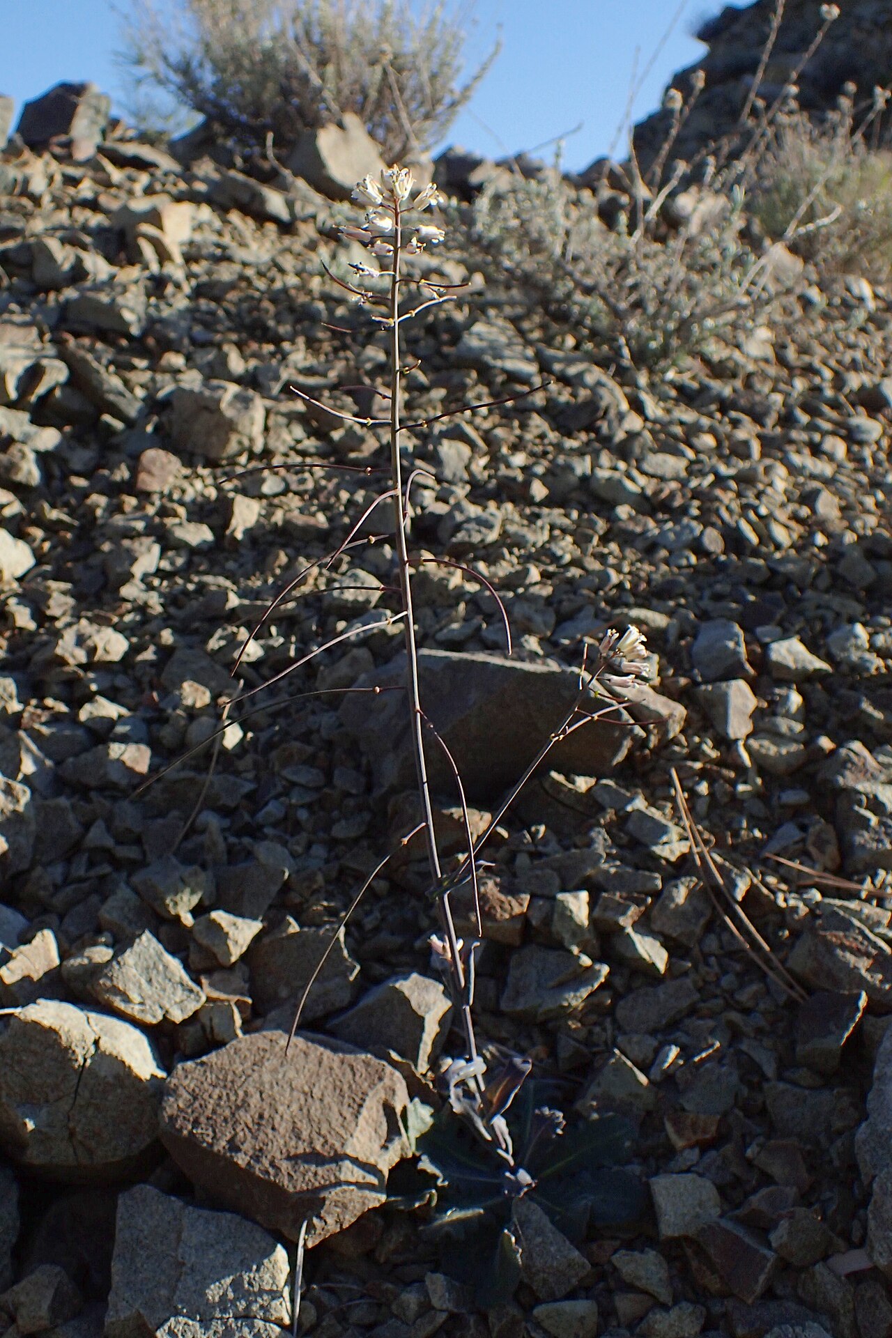 Troodos rockcress: Arabis kennedyae in Pafos Forest, Cyprus