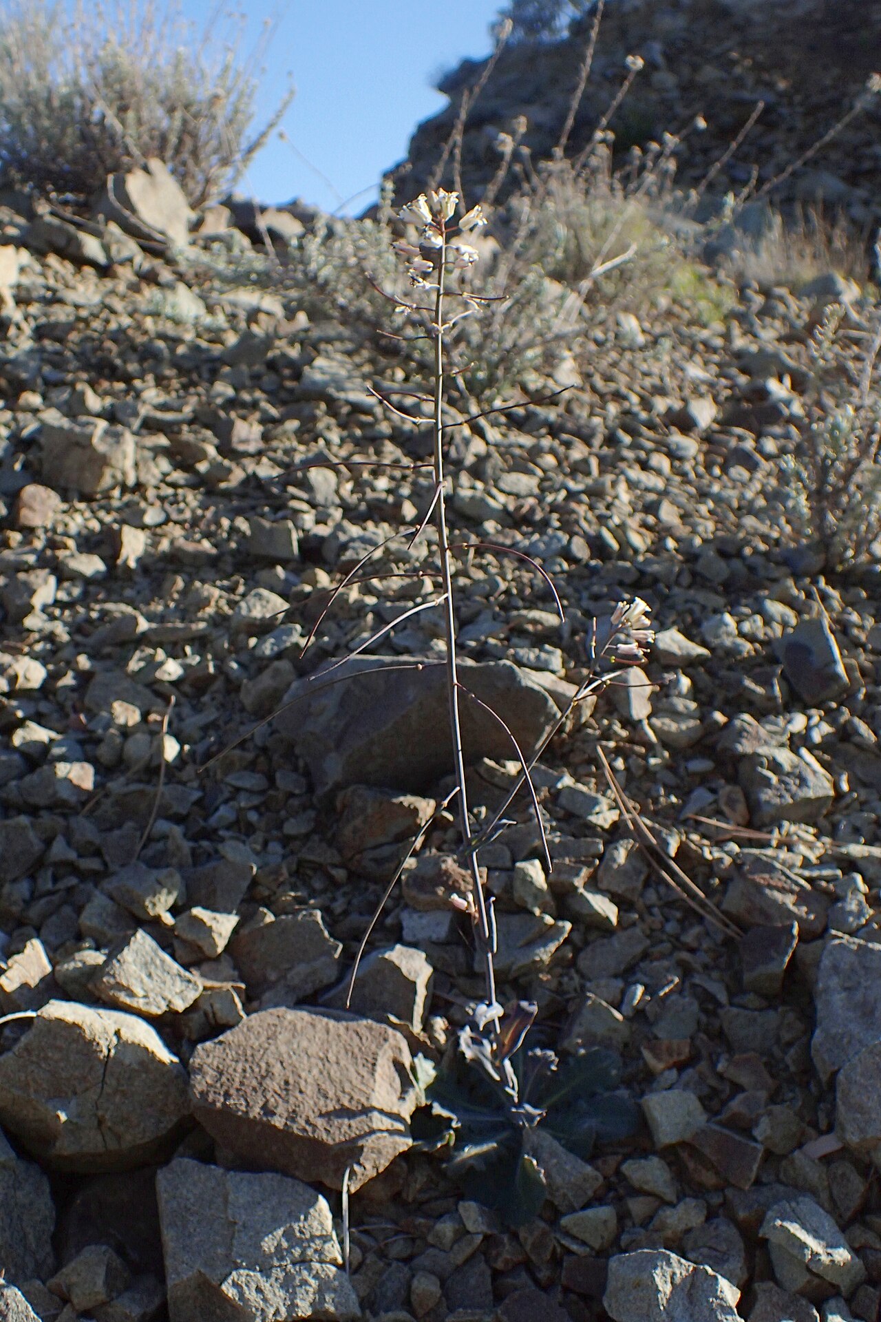 Troodos rockcress: Arabis kennedyae in Pafos Forest, Cyprus
