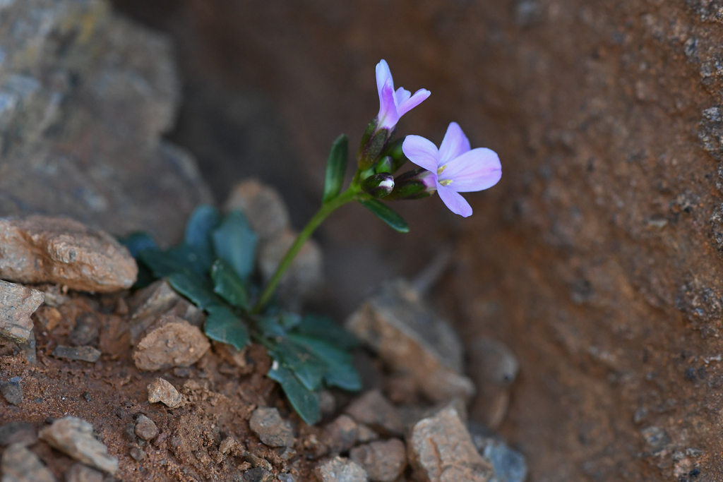 Arabis mcdonaldiana (Arabis mcdonaldiana)