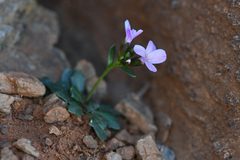Arabis mcdonaldiana (Arabis mcdonaldiana)