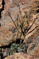Arabis mcdonaldiana (Arabis mcdonaldiana)