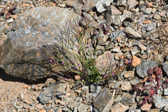 Arabis mcdonaldiana (Arabis mcdonaldiana)