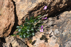 Arabis mcdonaldiana (Arabis mcdonaldiana)