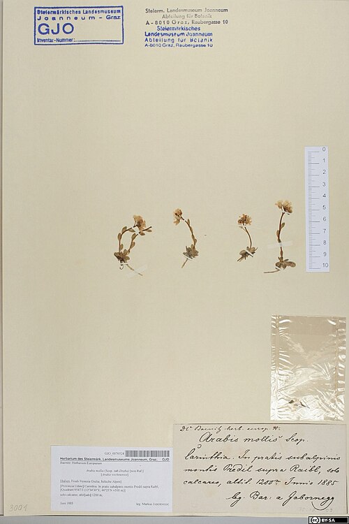 Arabis mollis: Arabis christiani — Herbarium specimen from [Italien, Friuli-Venezia Giulia; Julische Alpen] Carinthia. In pratis subalpinis montis Predil supra Raibl [9547/3 (