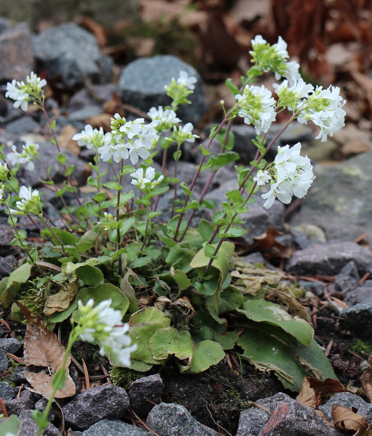 Arabis nordmanniana: Arabis nordmanniana im Botanischen Garten Leipzig