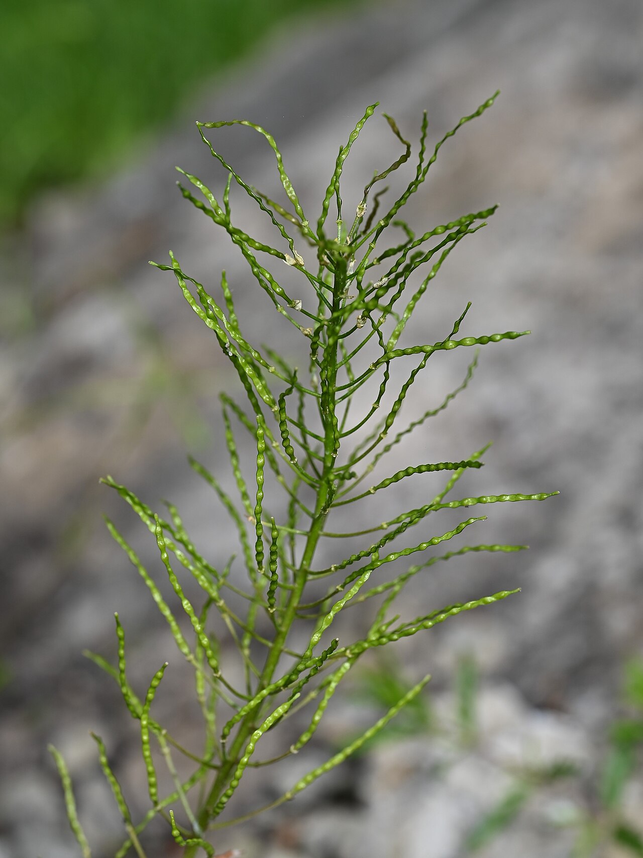 Arabis nordmanniana: Arabis nordmanniana in the Botanischer Garten, Berlin-Dahlem