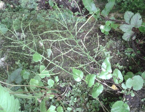 Arabis nordmanniana (Arabis nordmanniana)