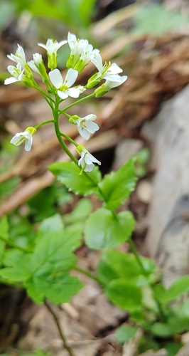 Arabis nordmanniana (Arabis nordmanniana)