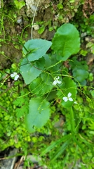 Arabis nordmanniana (Arabis nordmanniana)