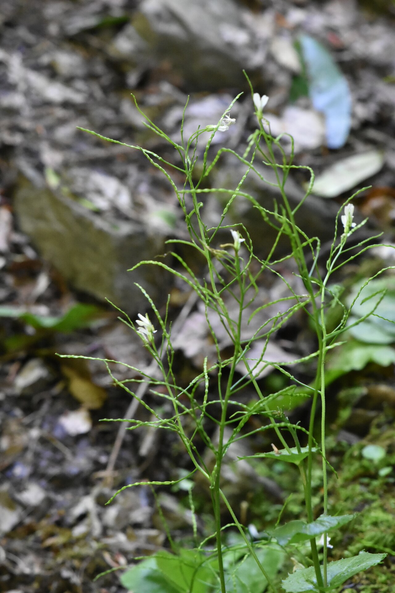 Arabis nordmanniana: Arabis nordmanniana