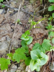 Arabis nordmanniana (Arabis nordmanniana)