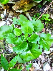 Arabis nordmanniana (Arabis nordmanniana)