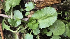 Arabis nordmanniana (Arabis nordmanniana)