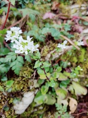Arabis nordmanniana (Arabis nordmanniana)