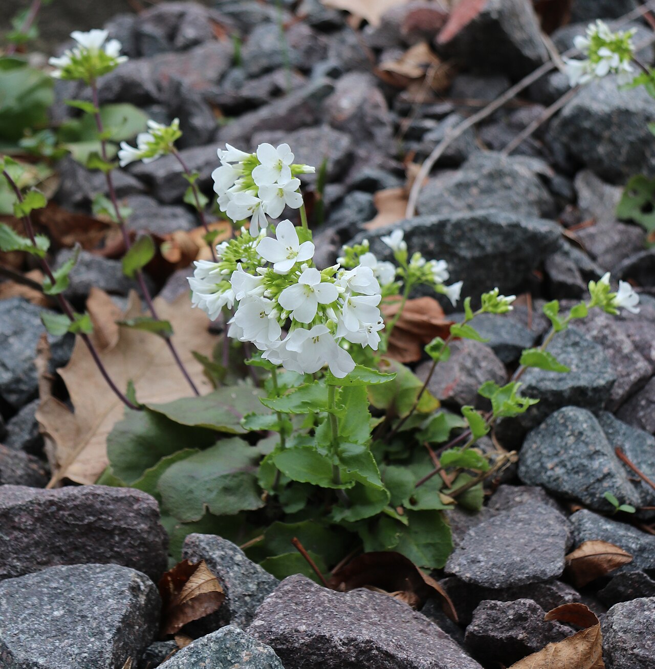 Arabis nordmanniana: Arabis nordmanniana im Botanischen Garten Leipzig