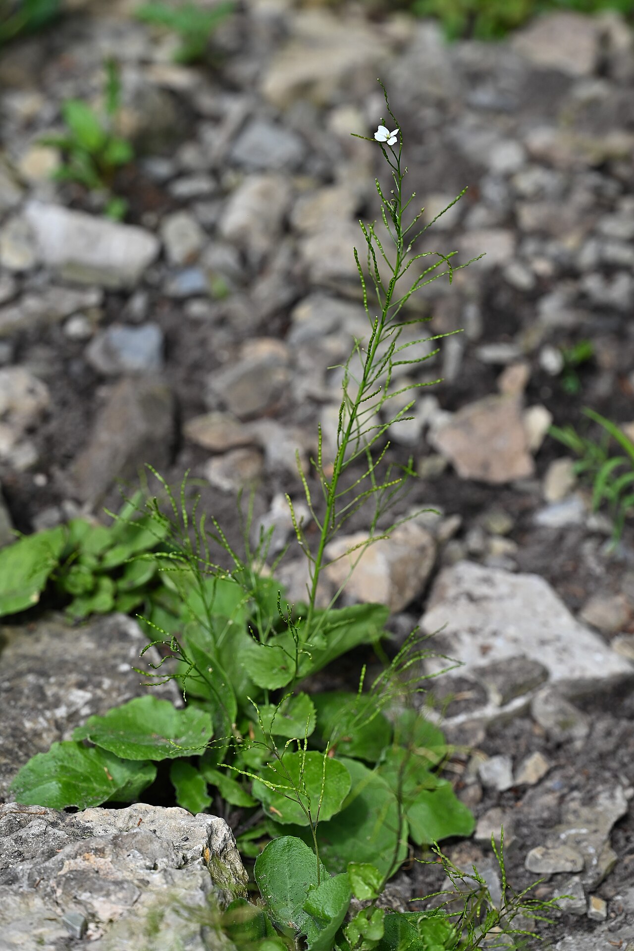Arabis nordmanniana: Arabis nordmanniana in the Botanischer Garten, Berlin-Dahlem