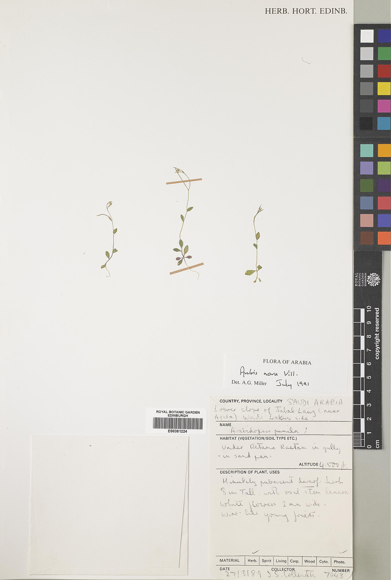 Arabis nova: Arabis nova — Herbarium specimen from Lower slope of Jabal Lang (near Aqaba} Wadi Lakus side, Saudi Arabia. Habitat: Under Retama raetam in gully - in sand pan.