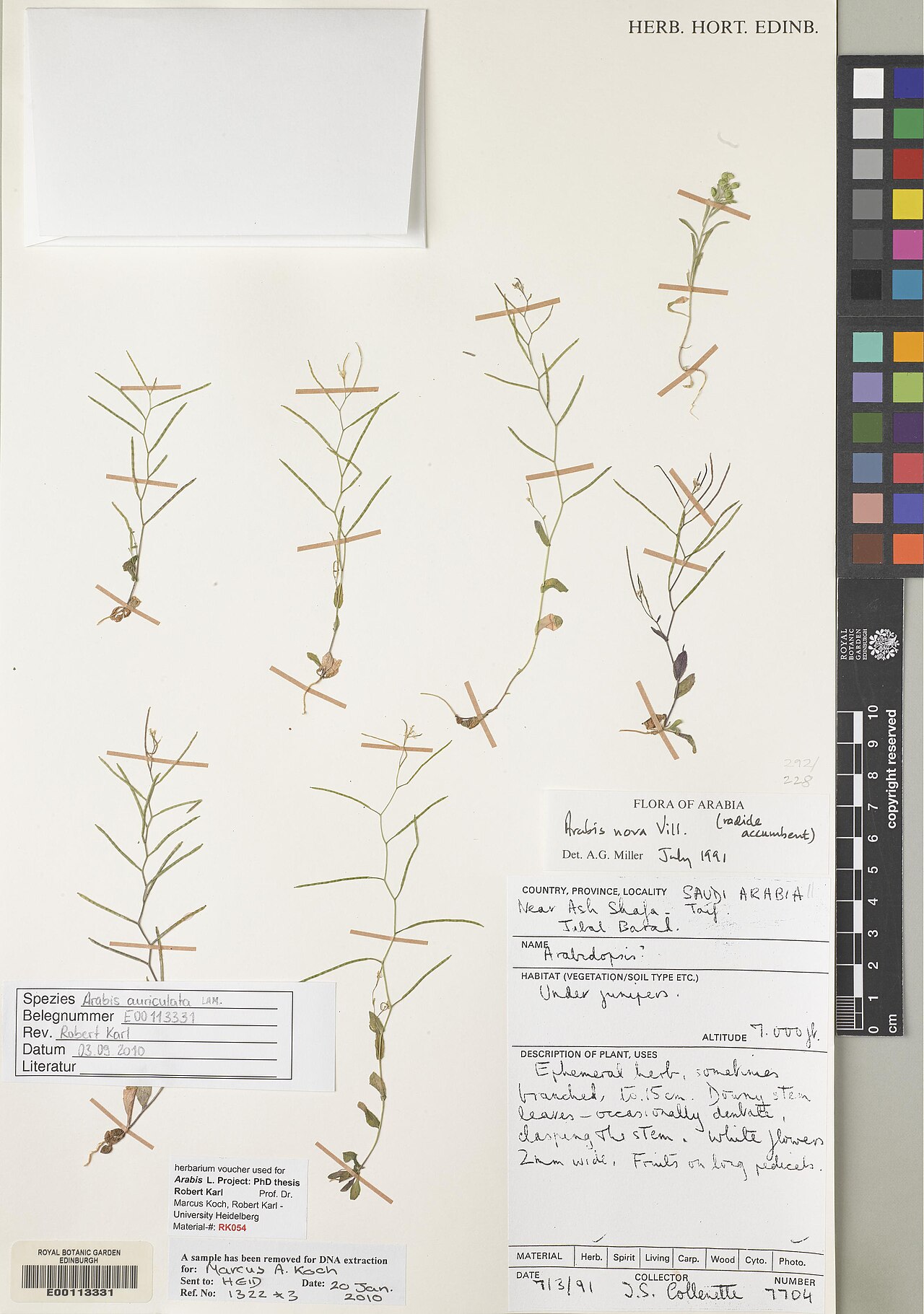 Arabis nova: Arabis nova — Herbarium specimen from Near Ash Shafa - Taif.. Jebel Barad, Saudi Arabia. Habitat: Under Juniperu... Collected by Collenette, Iris Sheila (1991-0