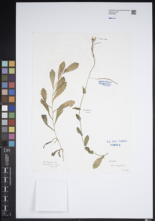 Arabis nova: Arabis nova — Herbarium specimen from Mte Baldo (It) Orto botanico ca. 1700m. Collected by Tempel,E. 163 / Tempel,E. (1986-07-20). Recorded in GBIF occurrence 4