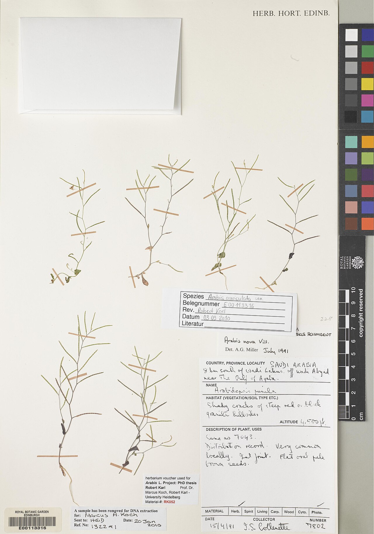 Arabis nova: Arabis nova — Herbarium specimen from 8 km south of Wadi Lakus off Wadi Abyad near The Gulf of Arabia., Saudi Arabia. Habitat: Shady cracks of steep red or blac